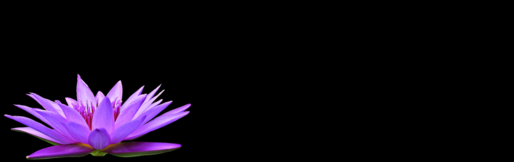 water lily